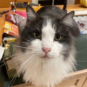 Meet your Posher, Robert